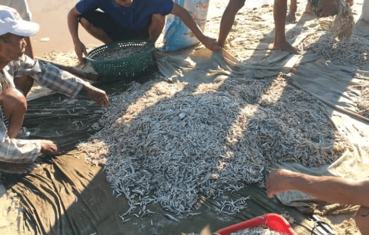 Ngư dân được mùa cá cơm